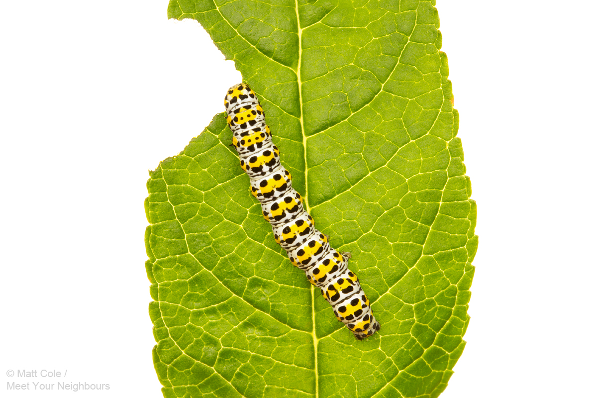 MYN Mullein Moth Caterpillar 2